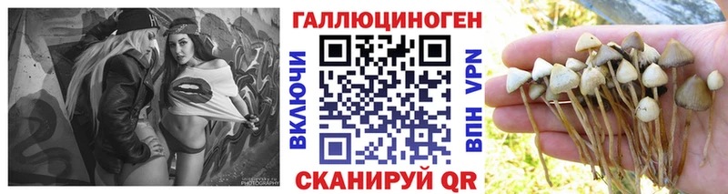 ссылка на мегу tor Любань маркетплейс какой сайт Галлюциногенные грибы Psilocybine cubensis